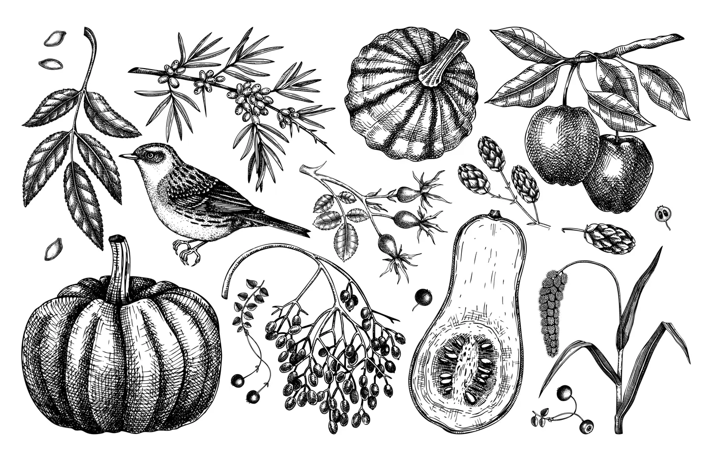 Autumn design elements in sketched style. Botanical drawings of autumn leaves, pumpkins, berries, bird. Vintage fall plants and birds hand drawn illustrations. Thanksgiving day sketches Illustration